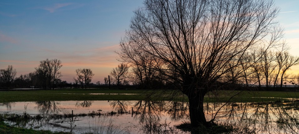 Bäume im Hochwasser